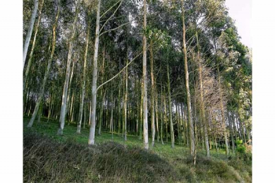 Eucaliptal en Cima de Vila, Trabada