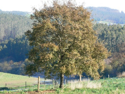  Roble ubicado en 